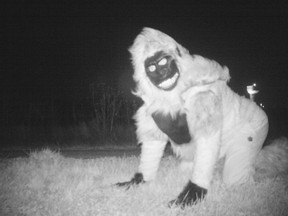 This Nov. 22, 2016 photo provided by the Gardner Police Department shows a person dressed in a gorilla costume that was captured on one of the two motion-activated cameras intended to investigate reports of mountain lions at a park in Gardner, Kan. Police discovered images of smaller animals as well as pranksters dressed as animals, monsters and Santa Claus, but no mountain lions were detected. (Gardner Police Department via AP)