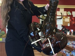 Elizabeth MacDonald, an employee of the Alma Lobster Shop, holds up a huge lobster in Alma, N.B. on Saturday, Nov.26, 2016. Catherine MacDonald, co-owner of the Alma Lobster Shop in southern New Brunswick, bought the 23-pound crustacean this week from a fisherman in St. Martins, N.B.THE CANADIAN PRESS/HO-Alma Lobster Shop/Catherine MacDonald