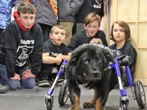 Vader shows off his new wheels Monday evening at  Touch Animal Rehabilitation and Canine Fitness in North Bay. The Mini RefrigeRaiders, a Lego robotics team comprised of students from schools across the city, raised $2,376.30 to purchase the special wheelchair for Vader.
Jennifer Hamilton-McCharles / The Nugget