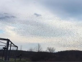 Starlings perform a murmuration over the northern portion of the CFB Kingston property on Tuesday Nov. 29 2016.