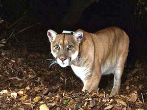 This undated photo provided by the National Park Service shows a mountain lion, known as P-45, that is believed to be responsible for the recent killings of livestock near Malibu, Calif. Ten alpacas were killed Saturday, Nov. 26, 2016, at a ranch and one alpaca and a goat were killed at another ranch on Sunday. California Fish and Wildlife has issued a rancher a 10-day permit to kill a lion known as P-45, but officials of the Santa Monica Mountains National Recreation Area contend that killing a cougar preying on livestock near Malibu will not solve the problem. (National Park Service via AP)