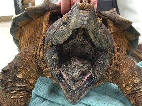 This Tuesday, Nov. 30, 2016 photo provided by the Houston SPCA's Wildlife Center of Texas shows a wounded 53 pound alligator snapping turtle. The turtle is recovering at a Houston wildlife rehabilitation center after fire-rescue crews saved it from a rural drainage pipe. The Houston Society for the Prevention of Cruelty to Animals says the threatened-species specimen was found wedged Tuesday in the pipe in a new residential development near Hockley, about 35 miles northwest of Houston. (Houston SPCA's Wildlife Center of Texas via AP)