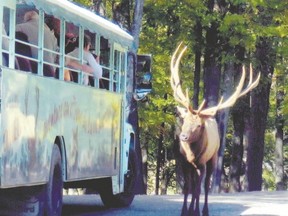 Ah, tourists, so it?s feeding time for this huge elk at Parc Omega. (Jim Fox photo)