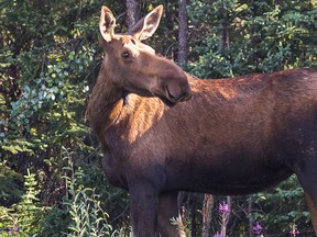 File photo of a female moose. (Strekoza2/Getty images)