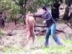 Greig Tonkins punches a kangaroo after it grabbed his dog during a hunting trip in New South Wales, Australia. (YouTube screengrab)