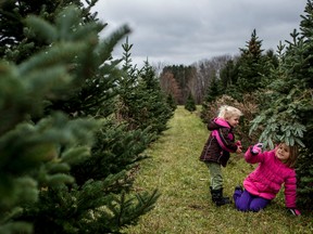 In this Saturday, Nov. 26, 2016 photo, Emilia Sapp, 2, and Eliana Sapp, 6, of Clinton Township, play together while looking for a Christmas tree with their family at Dunsmore Blue Spruce Tree Farm in Smiths Creek, Mich. (Jeffrey M. Smith/The Times Herald via AP)