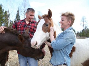 Eric Coupal  and his wife Selene Selinger pet rescue horses Captain Morgan and Kahlua at their farm in Hagar in May. The couple, who plan to open the Quartz Ridge Sanctuary for soldiers and veterans with PTSD, recently received a $1,000 contribution from the Irish Regiment. (Gino Donato/Sudbury Star file photo)