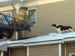 Firefighters to the rescue of a dog on a roof in Barrhaven Tuesday Dec. 5 OTTAWA FIRE SERVICES PHOTO