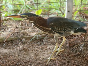 Green Heron (Photo submitted)