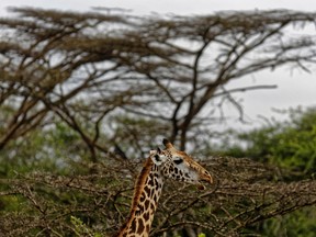 In this photo taken Sunday, Nov. 27, 2016, a giraffe walks past acacia trees in Nairobi National Park, Kenya. Statuesque giraffes, overlooked because they seem to be everywhere, are now vulnerable to disappearing off the face of the Earth according to biologists who create the world's extinction watch list, at a biodiversity meeting in Mexico Wednesday, Dec. 7, 2016. (AP Photo/Ben Curtis)