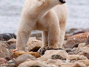 A male polar bear walks along the shore of Hudson Bay near Churchill. (THE CANADIAN PRESS/Sean Kilpatrick file photo)