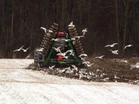 Roy Irwin, who farms as a hobby because he grew up on a farm, discs up a snow dusted field Thursday much to the delight of a flock of seagulls at his hobby farm north of London. Irwin said he?d rather plow the field, but the frozen soil meant he wouldn?t have enough traction, so discing was the next best thing. (MIKE HENSEN, The London Free Press)