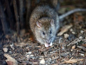 A rat looks on in the Saint Jacques Tower park, in the center of Paris, Friday, Dec. 9, 2016. Paris is on a new rampage against rats, trying to shrink the growing rodent population. (AP Photo/Francois Mori)