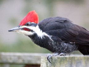 Pileated woodpecker outdoors photo