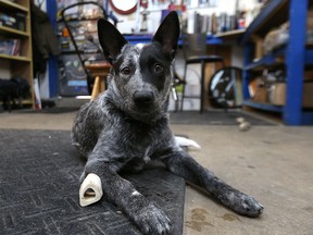 Ozzie, a daytime shop dog at Olympia Cycle and Ski on St. Mary's Road owned by store manager Shane Young, needs an expensive surgery to repair a broken leg or he could have it amputated or be put down. The store is taking donations toward the surgery. (Kevin King/Winnipeg Sun)
