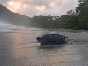 In this May 2, 2013 photo, a leatherback turtle heads back into the ocean after burying her clutch of eggs in the sand at daybreak on a narrow strip of beach in Grande Riviere, Trinidad. (AP Photo/David McFadden)