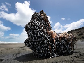 A large driftwood tree covered in gooseneck barnacles sits in the sun on Auckland's west coast on December 12, 2016 in Auckland, New Zealand. The large object washed up on Muriwai beach on Saturday, December 10. (Fiona Goodall/Getty Images)