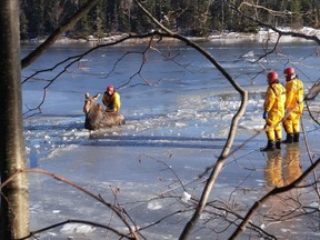 Shediac firefighters lead a moose to shore after it fell through the ice on the Shediac River on Saturday Dec. 10, 2016 in this image provided by the Shediac Fire Department. (THE CANADIAN PRESS/HO-Shediac Fire Department)