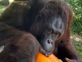 Mei, pregnant orangutan at the Cameron Park Zoo (Facebook)