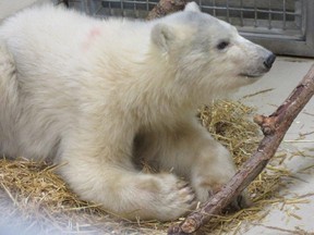 Assiniboine Park Zoo and Manitoba Sustainable Development officials transferred a one-year-old male polar bear cub from Churchill to the Winnipeg zoo last month. (ASSINIBOINE PARK CONSERVANCY PHOTO)