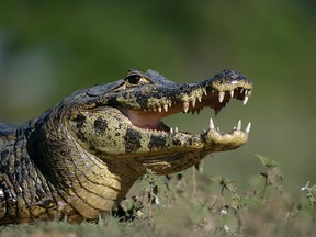 Spectacled caiman is pictured in this file photo. (MikeLane45/Getty Images)
