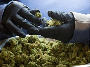 This file photo taken on December 5, 2016 shows An employee inspects medicinal marijuana buds at Tweed INC., in Smith Falls, Ontario. Canadians aged 18 and over could soon be free to legally buy and smoke cannabis, under task force recommendations unveiled December 13, 2016 in a push towards ending nearly a century of marijuana prohibition. It comes about six months before Ottawa is set to unveil a bill to legalize and regulate recreational pot sales. / AFP PHOTO / Lars HagbergLARS HAGBERG/AFP/Getty Images