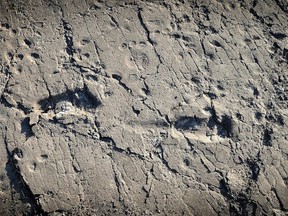 This undated photo provided by Raffaello Pellizzon in December 2016 shows fossilized footprints of a human ancestor, believed to be Australopithecus afarensis, at the Laetoli site in northern Tanzania. Findings were described in a report released Wednesday, Dec. 14, 2016, by the journal eLife. (Raffaello Pellizzon via AP)
