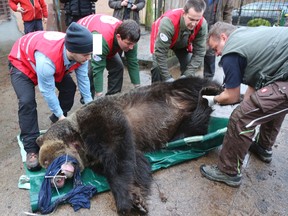 Doctors and activists of the FOUR PAWS animal welfare international organization are preparing to load sleeping brown bear Wojtusia into a cage and onto a truck in Braniewo, Poland on Dec. 14, 2016. (Christiane Flechtner/ FOUR PAWS via AP)