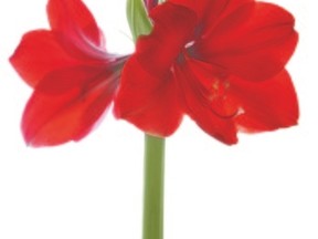 Most amaryllis bulbs are sold already potted and with complete growing instructions.