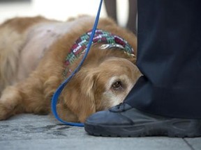 Henry, a golden retriever, attends an animal cruelty press conference in Newport Beach, Calif., on Wednesday, Dec. 14, 2016. Henry, a 7-year-old golden retriever suffering from a 42-pound malignant tumor, was abandoned at an animal hospital by his owner, who is accused of claiming she found the dog at a beach. The Newport Beach Police Department, Animal Control, Orange County District Attorney's Office, Orange County Society for the Prevention of Cruelty to Animals (OCSPCA), and Supervisor Michelle Steel held a news conference tomorrow to discuss the consequences of animal cruelty and the resources available to citizens who find themselves unable to provide care for their pets due to various circumstances. (Jeff Gritchen/The Orange County Register via AP)