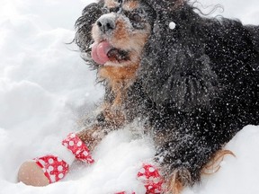 Boots for pets are a good idea in the cold, snowy season. File photo