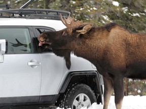 A bull moose licks salt off a parked car along Smith-Dorrien Trail in Spray Lakes Provincial Park west of Calgary, Alberta, on November 29, 2011. MIKE DREW/POSTMEDIA NETWORK