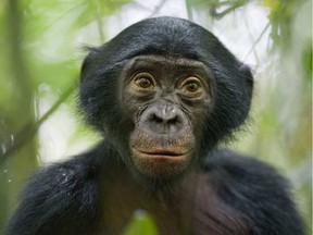 A five-year-old bonobo photographed at the Kokolopori Bonobo Reserve in the Democratic Republic of Congo. CHRISTIAN ZIEGLER / AP
