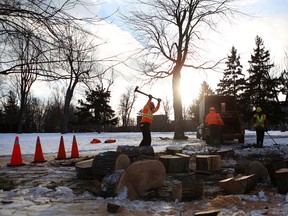 Workers remove a tree in City Park in Kingston on Thursday as part of the city's efforts to fight the Emerald Ash Borer. (Elliot Ferguson/The Whig-Standard)