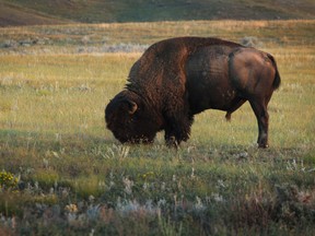 A bull buffalo (bison) grazes in Grasslands National Park near Val Marie, Sask. on August 19, 2010. Grasslands preserves the only prairie dog colonies found in Canada.  MIKE DREW/CALGARY SUN/POSTMEDIA NETWORK/Files