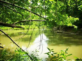 The Sydenham Nature Reserve, through a partnership with Ontario Nature, Lambton Wildlife Inc. and the Sydenham Field Naturalists, has been approved. Although far from the largest area, the 193-acre property will be the first from Ontario Nature with river running through it. Handout photo