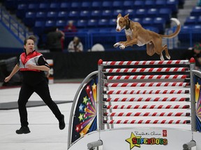 A dog from President's Choice SuperDogs presentation of The Muttcracker, leaps over a bar at the Sudbury Community Arena in Sudbury, Ont. on Saturday December 17, 2016. John Lappa/Sudbury Star/Postmedia Network