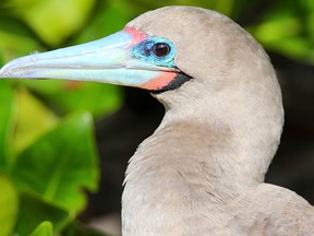 A red-footed booby. (Donyanedomam/Getty Images File Photo)