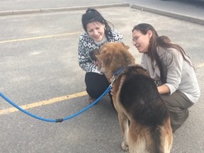Marley, a German Shepherd that was missing for two years, was reunited with its owners from Regina last month in Brandon.