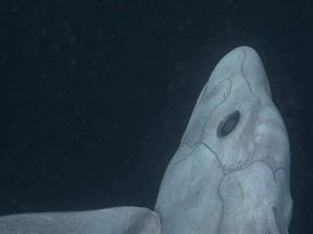 The pointy-nosed blue chimaera has never before been filmed alive in the wild. (Monterey Bay Aquarium Research Institute)