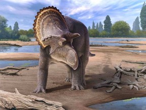 Newly identified Canadian nasutoceratopsin (specimen 8804) on a Late Cretaceous floodplain, some 76 million years ago. ANDREY ATUCHIN