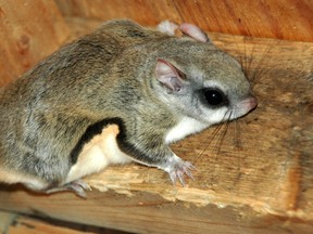 Southern flying squirrel (Photo submitted)