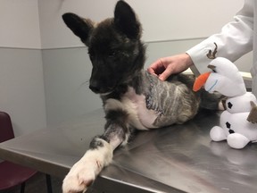 A puppy named "Fleece" is shown in this recent handout photo. A puppy that had a leg amputated after being caught in a trap is still managing to wag its tail at the Winnipeg Humane Society. THE CANADIAN PRESS/HO - Winnipeg Humane Society