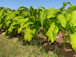 About a dozen tobacco growers in Norfolk and Brant counties have been fined $2,500 for exceeding their growing licences. (Postmedia Network)