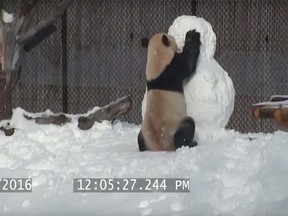 Da Mao wrestle with a snowman at the Toronto Zoo