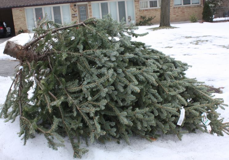 London Christmas tree depots axed for curbside pickup London Free Press