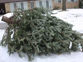 In the past, Londoners were told to haul Christmas trees to depots. This year, trees will be collected on two Saturdays. (File photo)