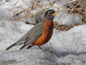 Robin in snow.