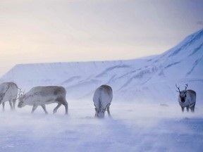 Reindeer living on the Arctic island of Svalbard are getting smaller _ and global warming may be the cause. Scientists from Britain and Norway have found that adult Svalbard reindeer born in 2010 are now 12 percent lighter on average than those born in 1994.(Ben Birchall/PA, File via AP)