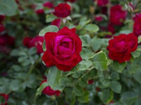 Vineland Research Centre has released the first of its ?49 Parallel? series of Canadian-developed roses with the Canadian Shield rose bred for the frozen northern climate, to be available at St. Thomas Canadale Nurseries. (Supplied photo)